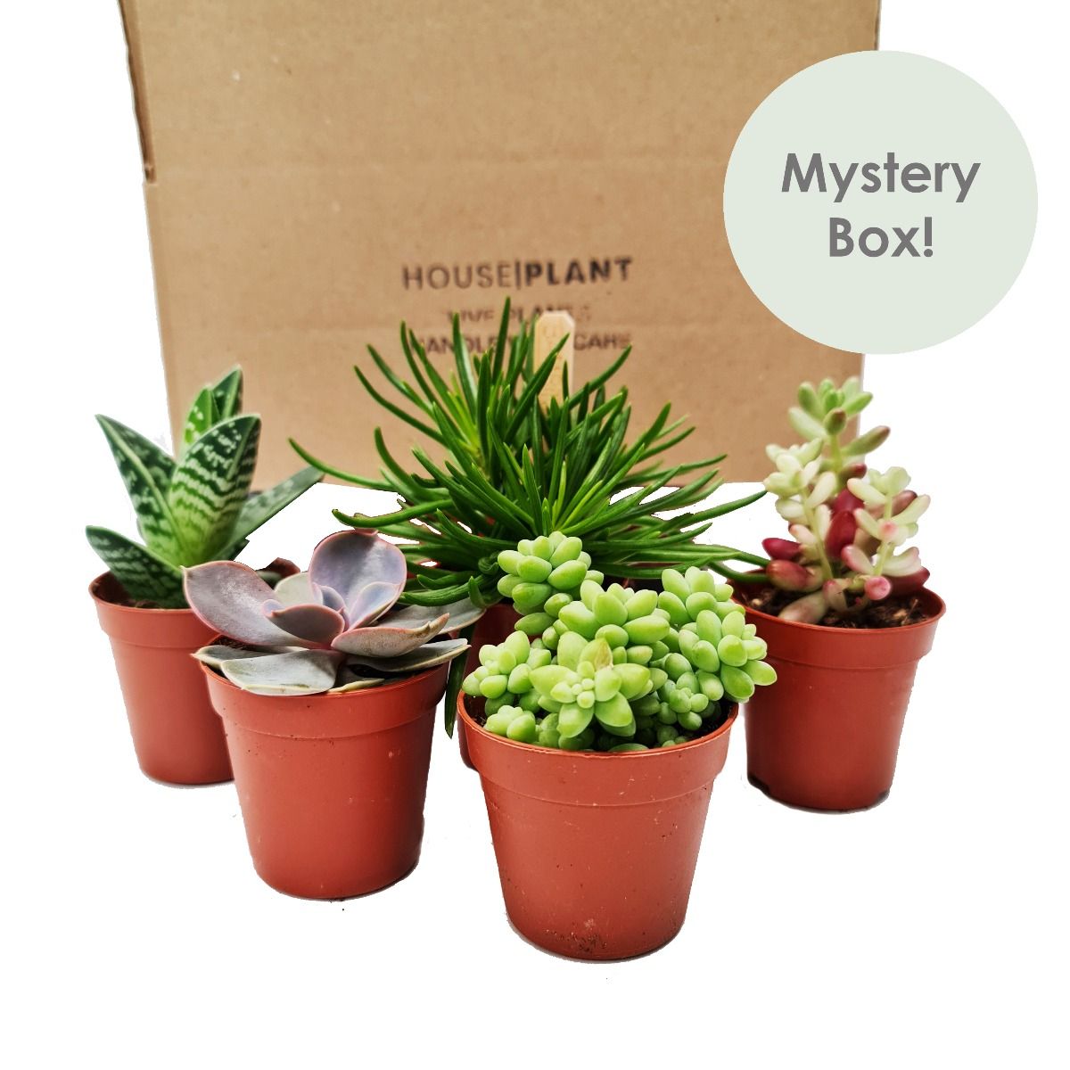 indoor succulents uk Succulove | Mystery Box