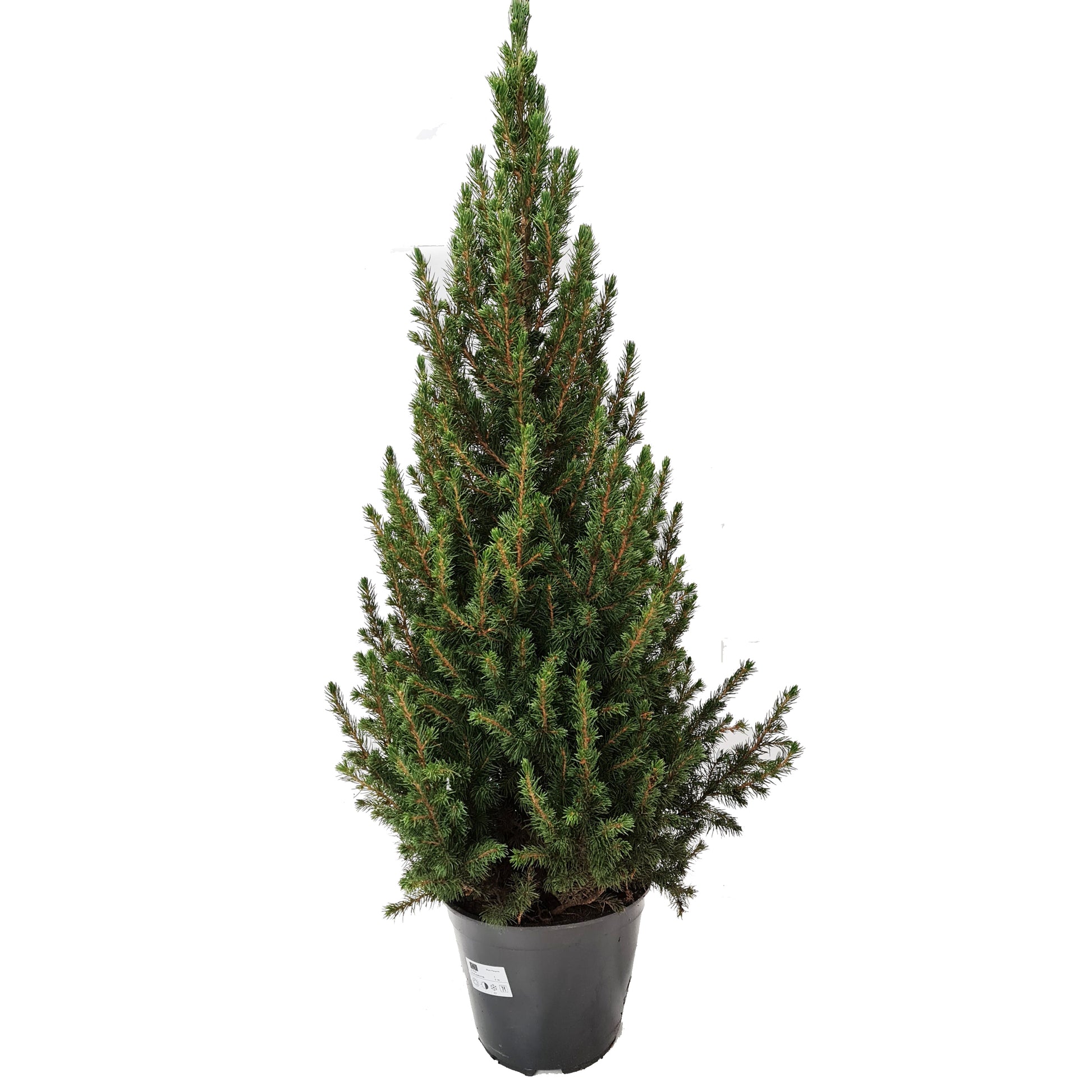 Picea | Potted Tree