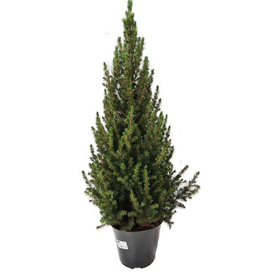 Picea | Potted Christmas Tree