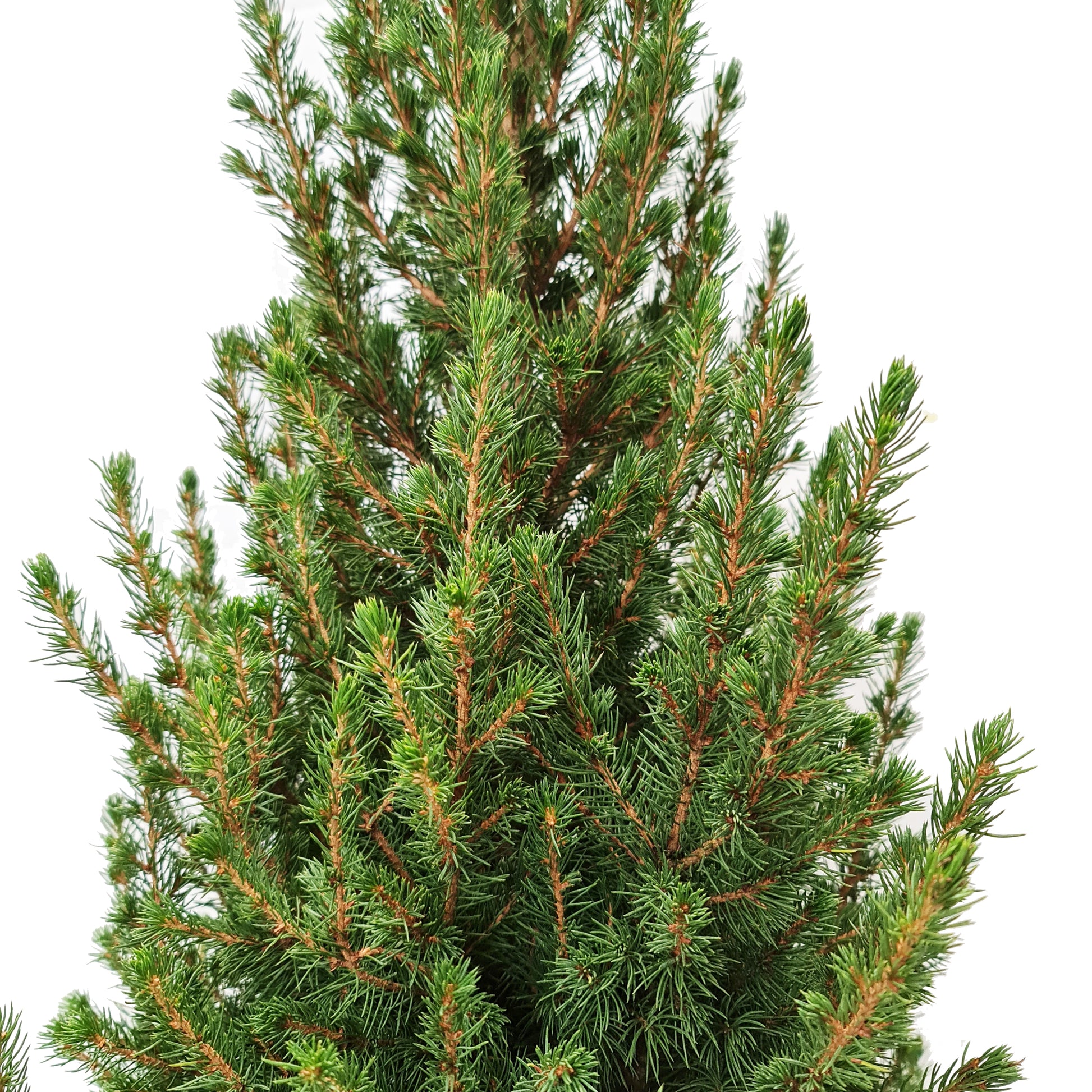 Picea | Potted Tree