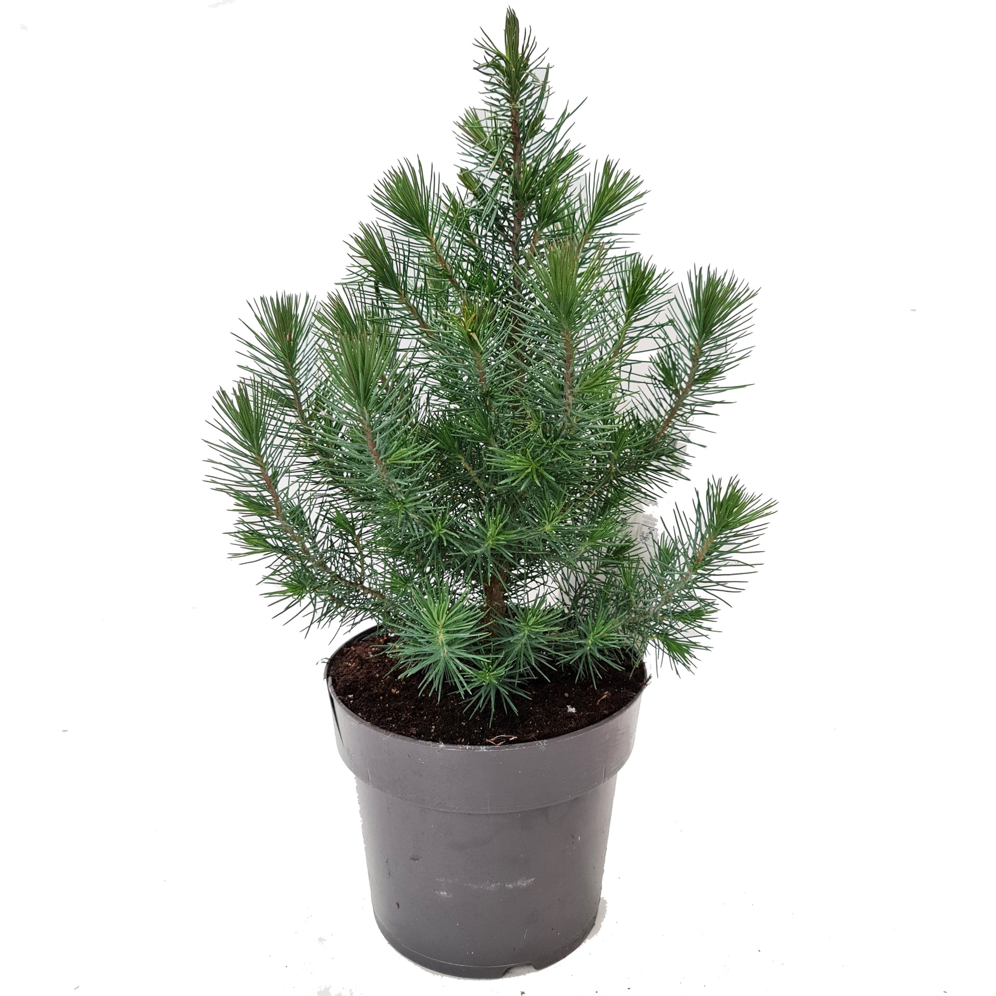 Pinus Silver Crest | Rooted Tree