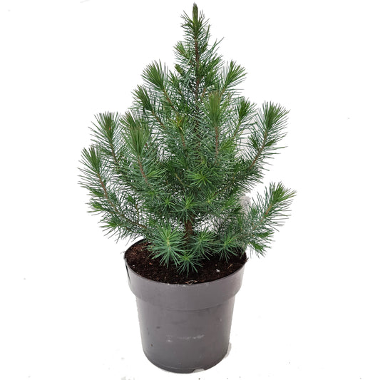 Pinus Silver Crest | Rooted Tree | 