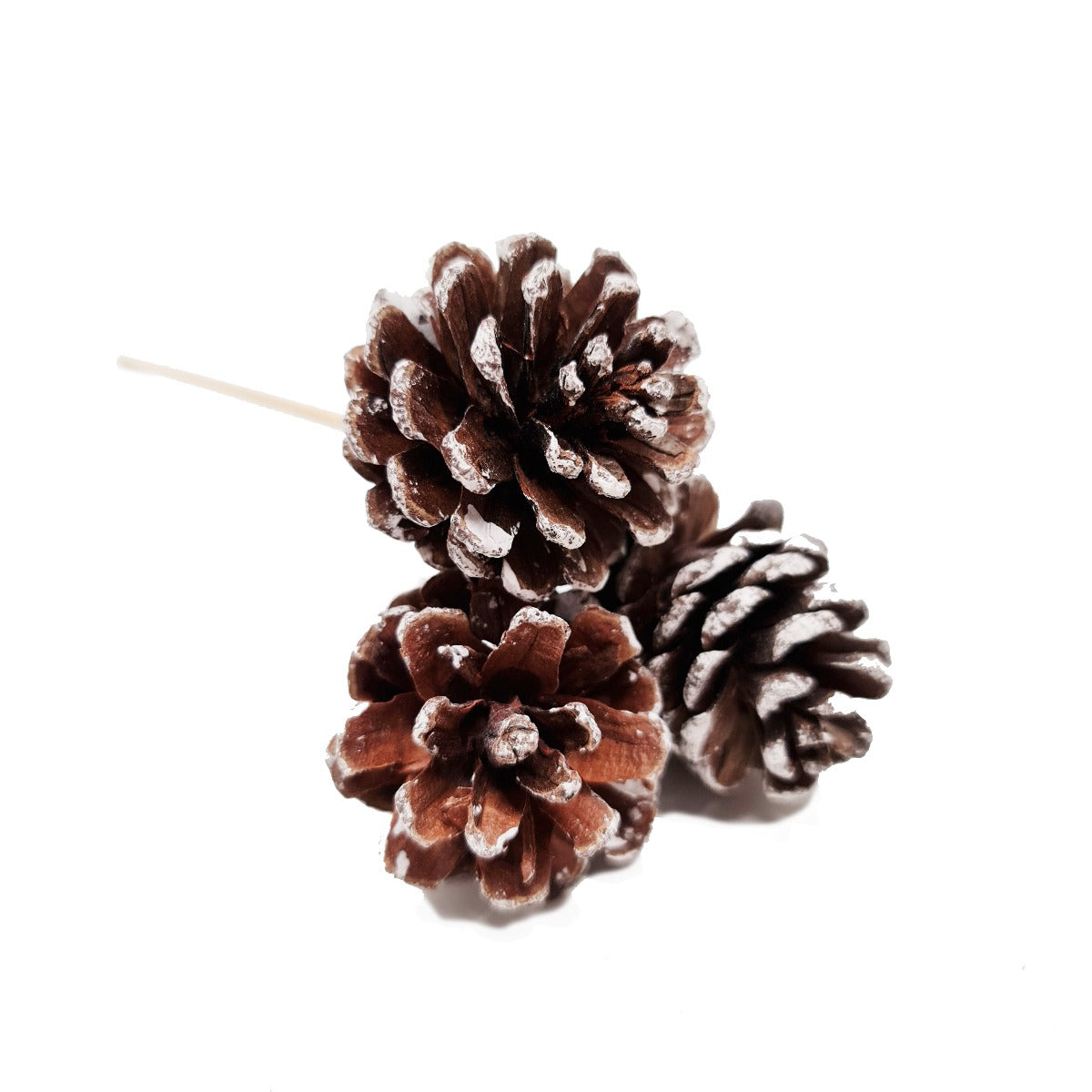 Pine Cone Trio - Decorative Plant Pot Accessory