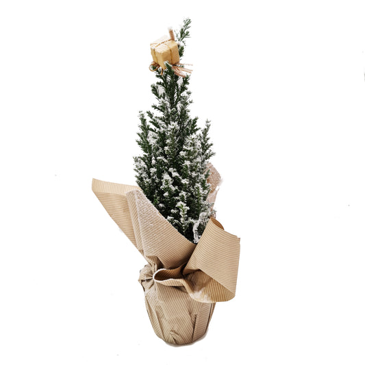 Baby Snow Tree Gift | Indoor Plant