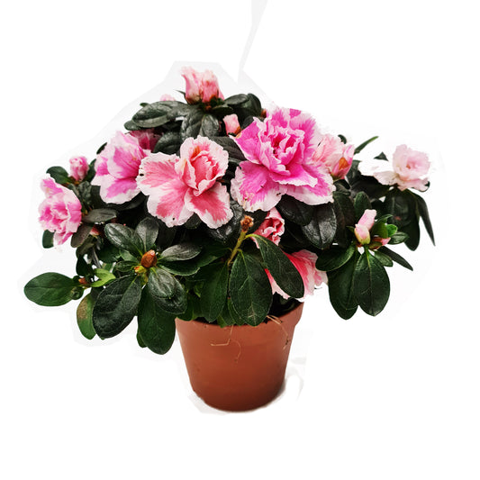 Flowering Azalea | Potted Houseplants