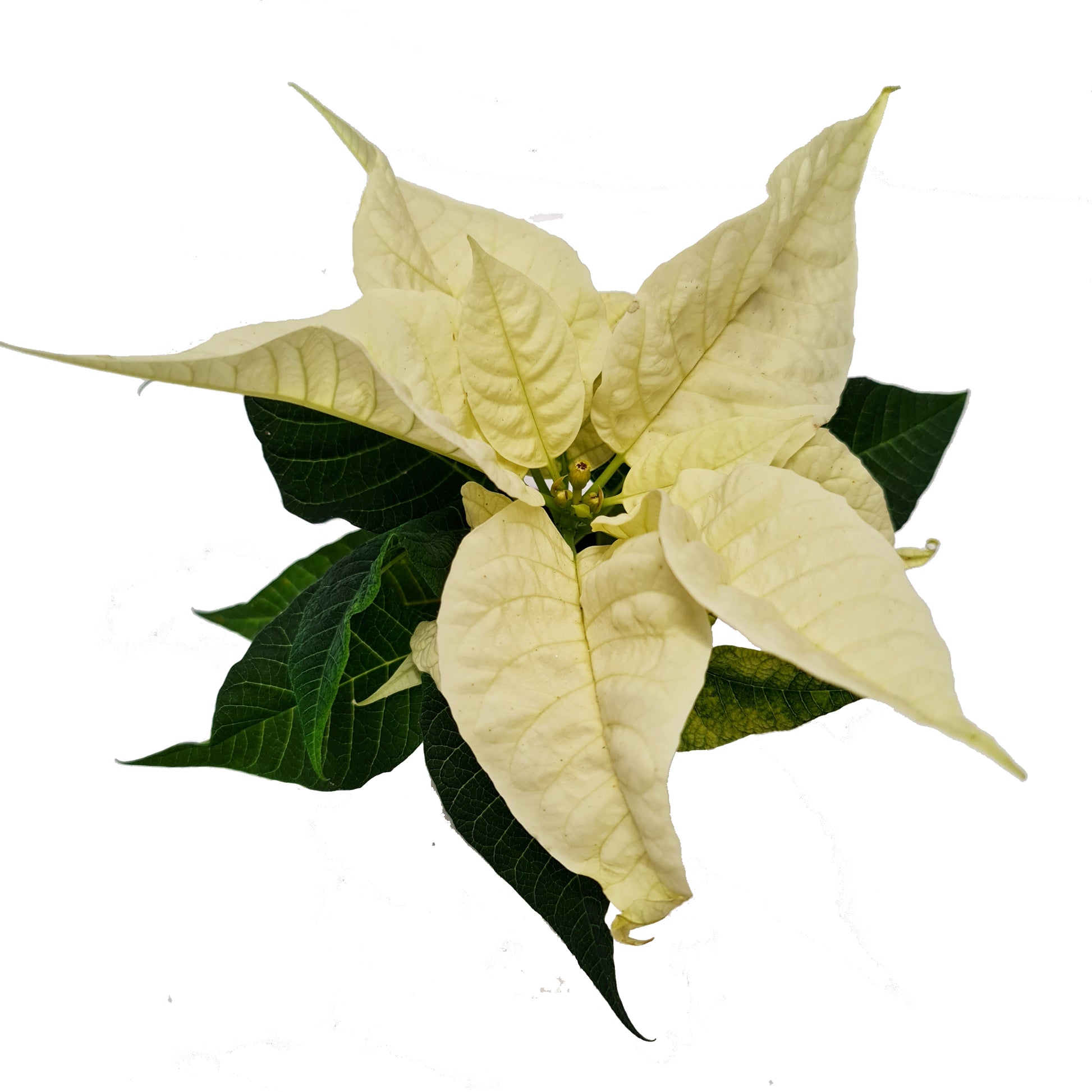 Poinsettia | Princettia White