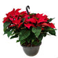 Poinsettia | Red