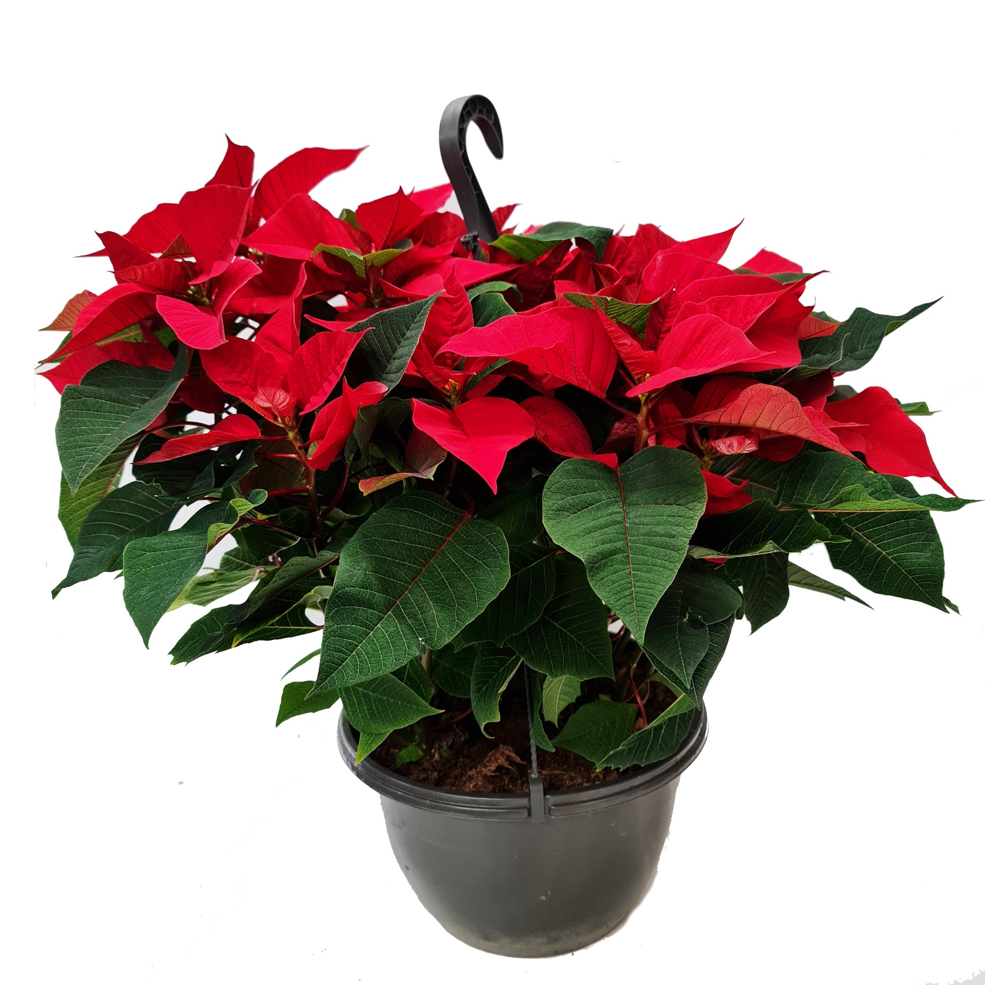 Poinsettia | Red