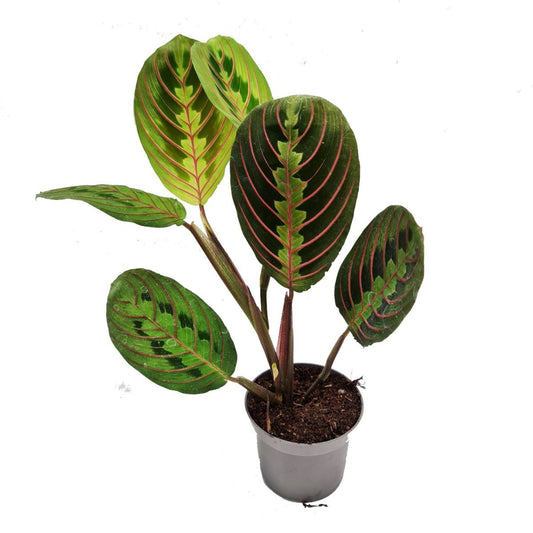 Prayer Plant | Fascinator | Potted Houseplants