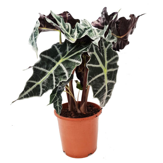 Elephant Ear | Polly | Potted Houseplants