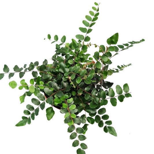 Button Fern | Hard To Find | Air Purifying Plants