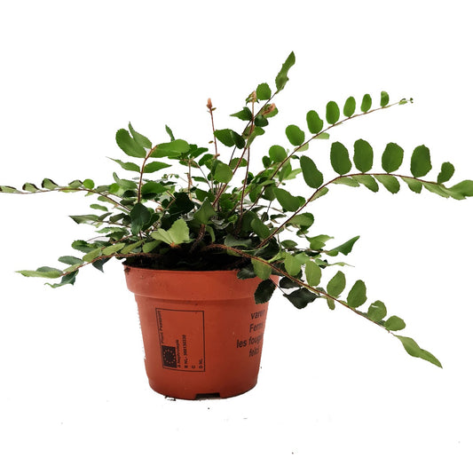 Button Fern | Hard To Find | Potted Houseplants