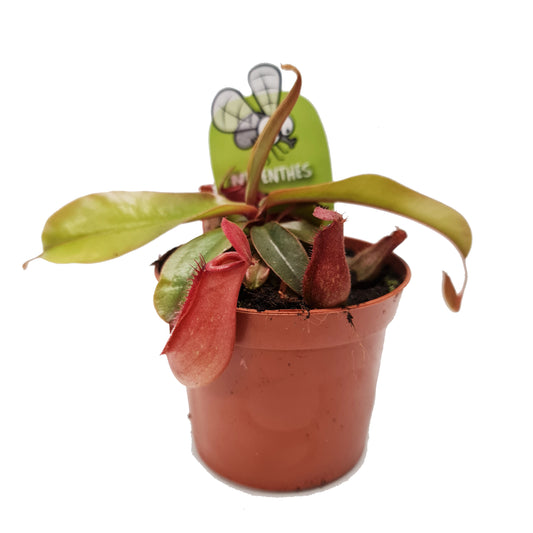 Carnivorous | Mystery Box | Potted Houseplants