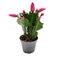 Flowering Cactus