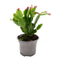 Flowering Cactus