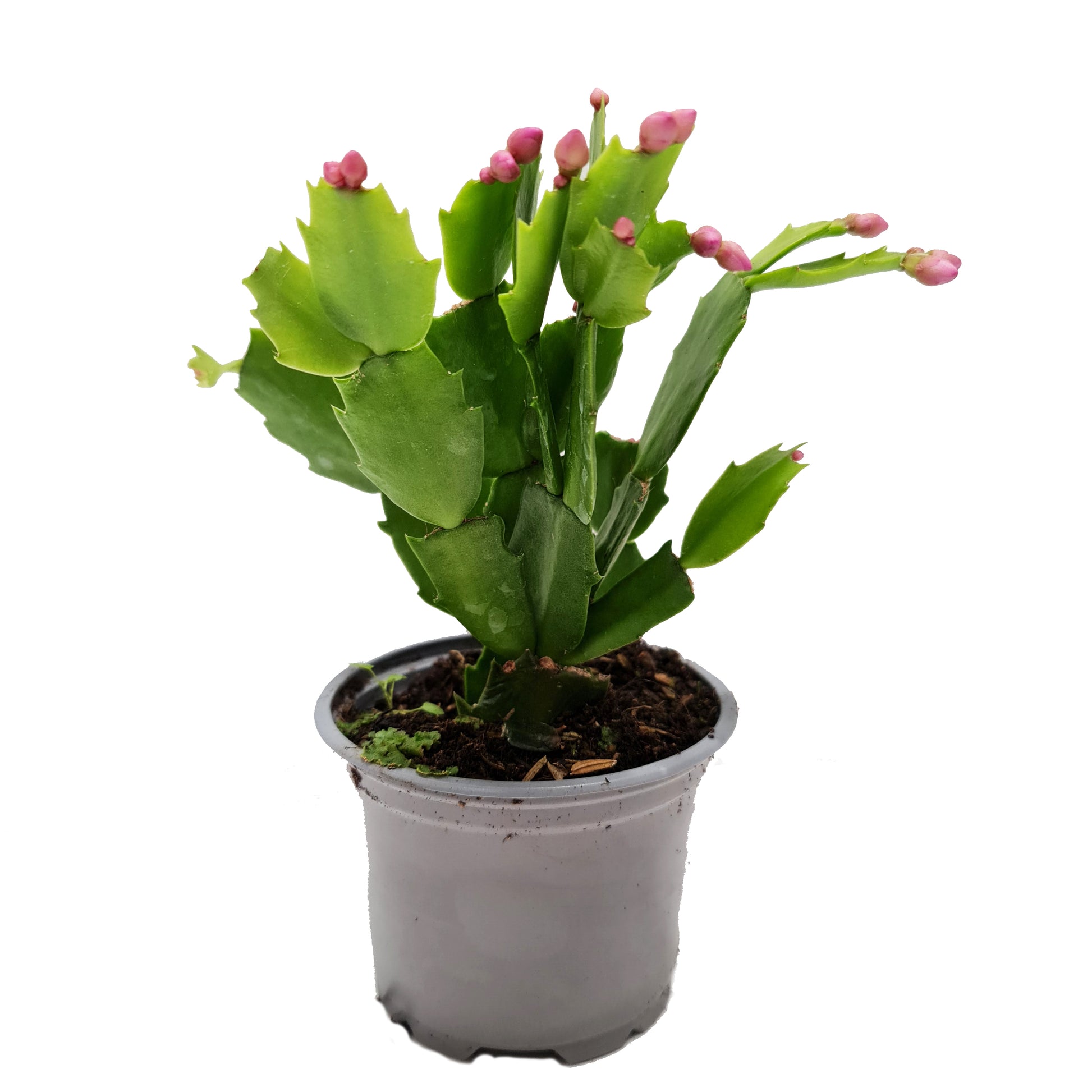Flowering Cactus
