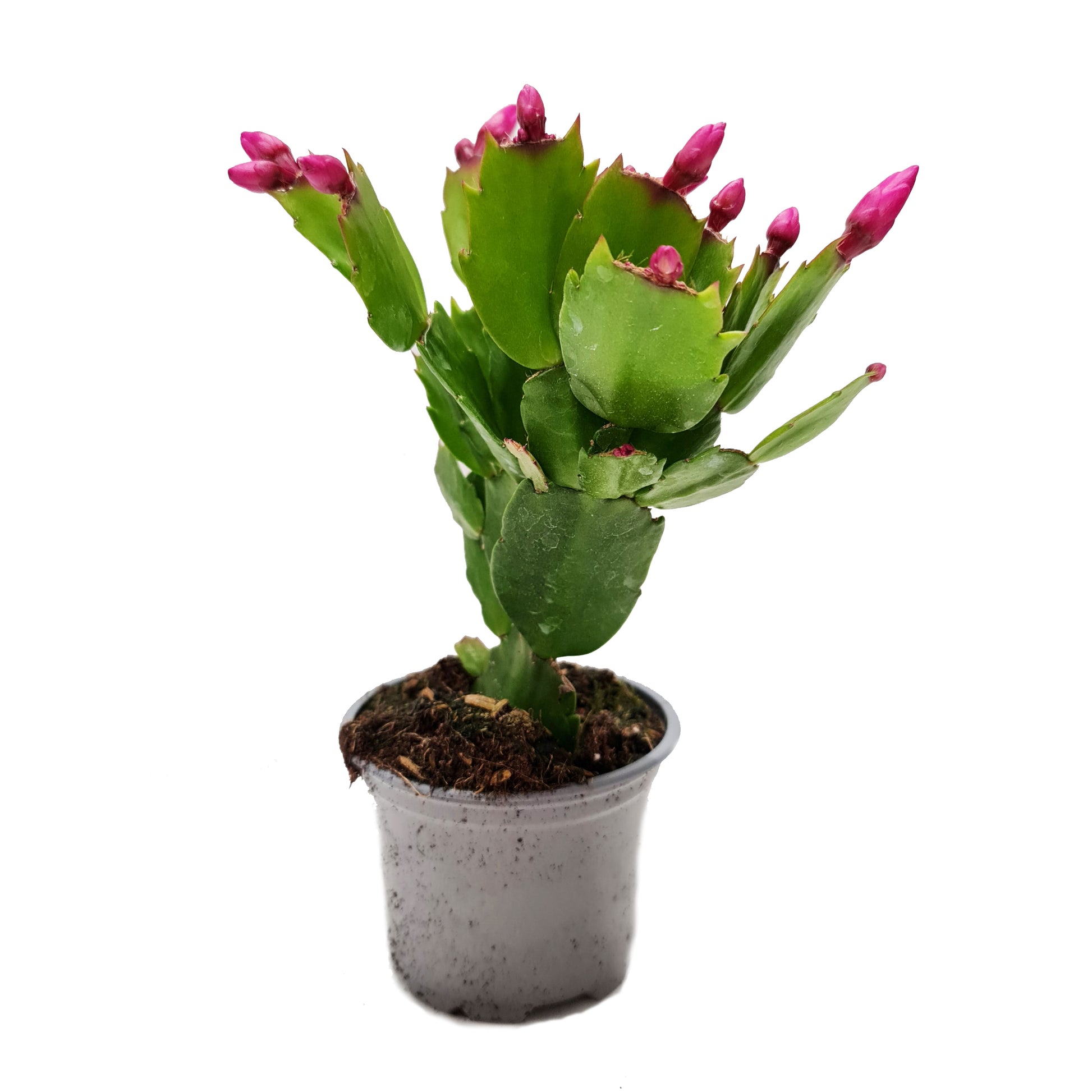 Flowering Christmas Cactus