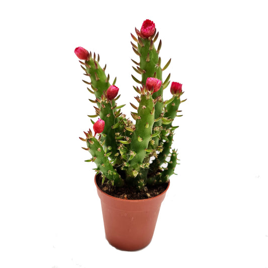 Eves Pin Cactus
