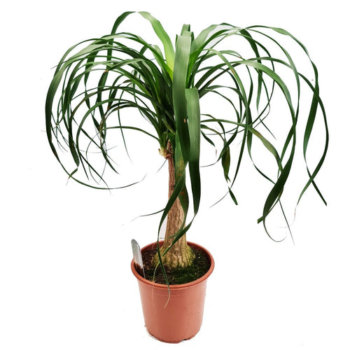 Ponytail Palm