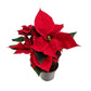 Poinsettia | Red