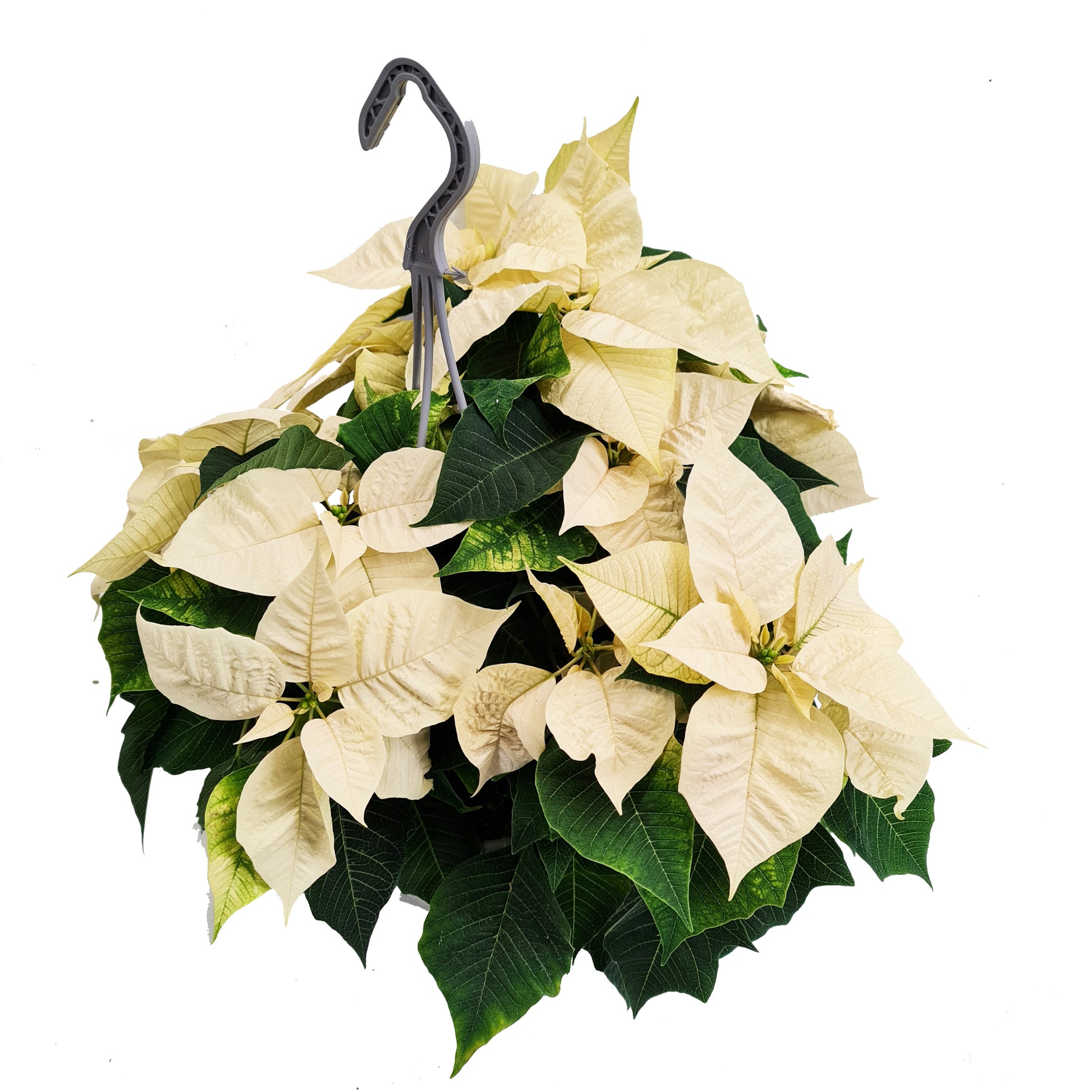 Poinsettia | Princettia White