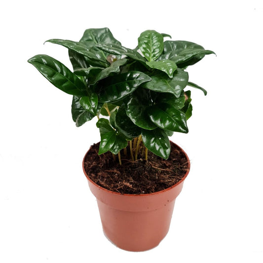 Coffee Plant | Arabica | Exotic & Tropical Plants