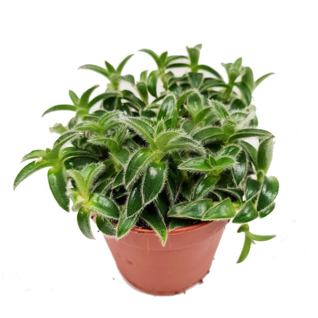 Wandering Dude | White Velvet | Hard To Find