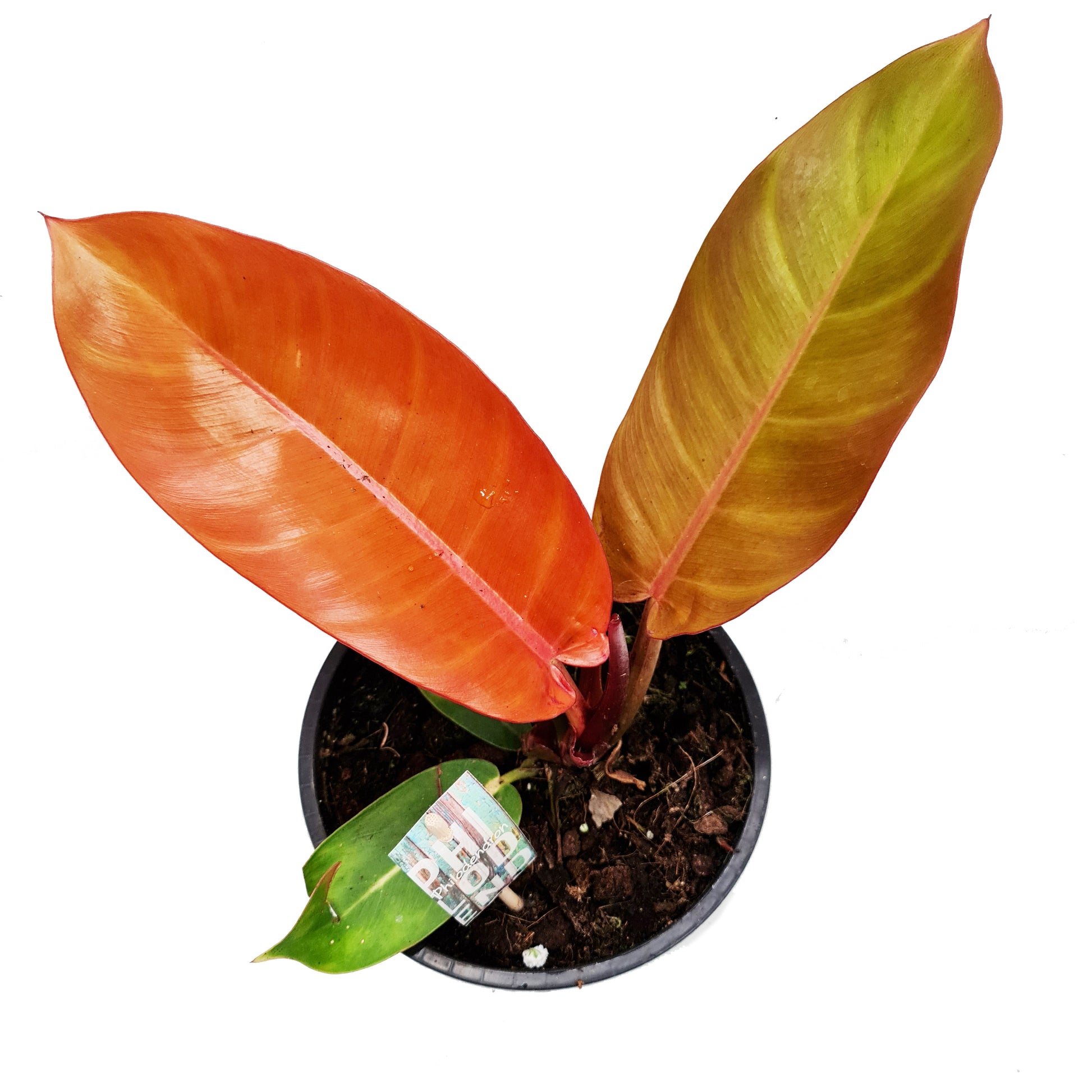 Philo | Prince Of Orange | Rare Plant