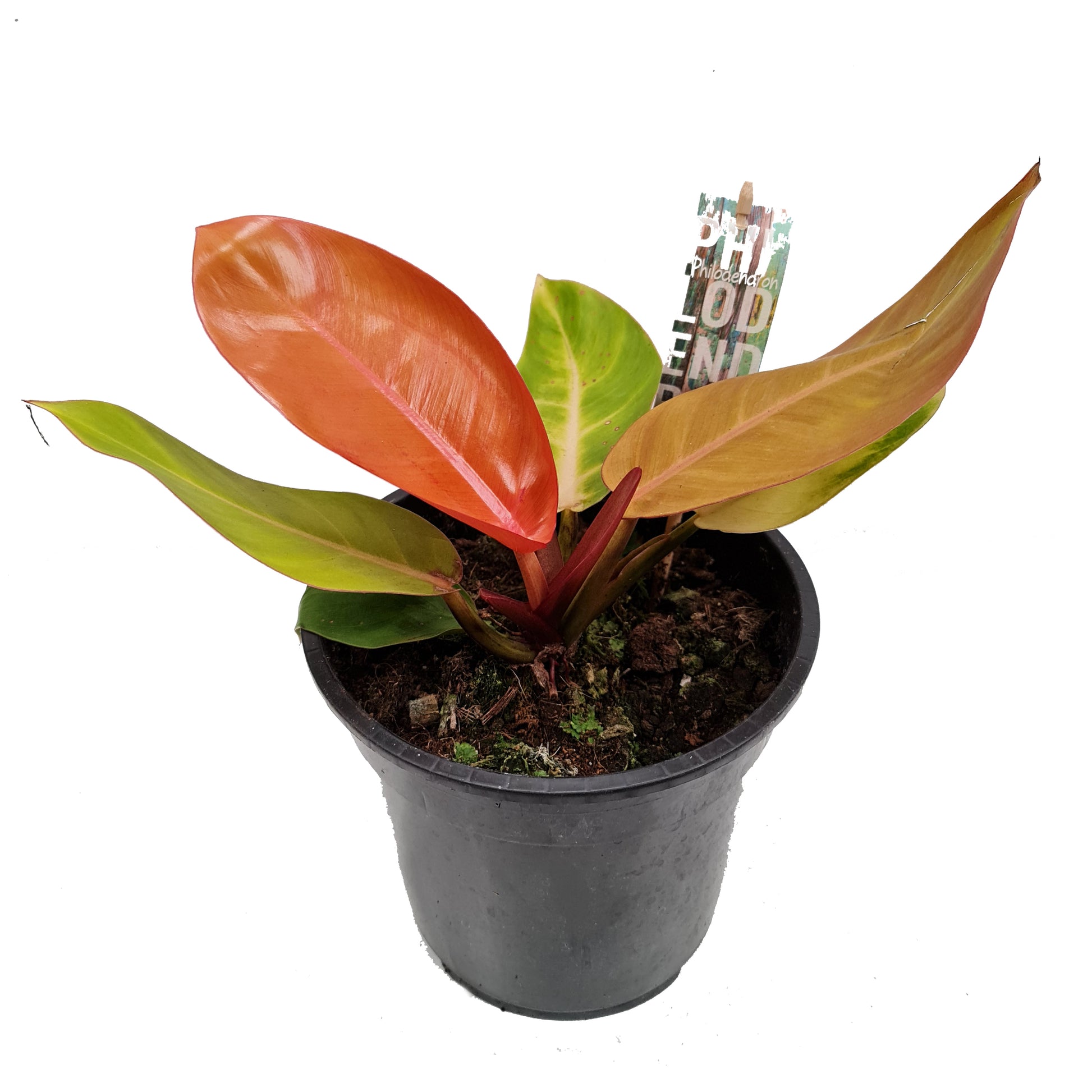 Philo | Prince Of Orange | Rare Plant