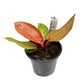 Philo | Prince Of Orange | Rare Plant