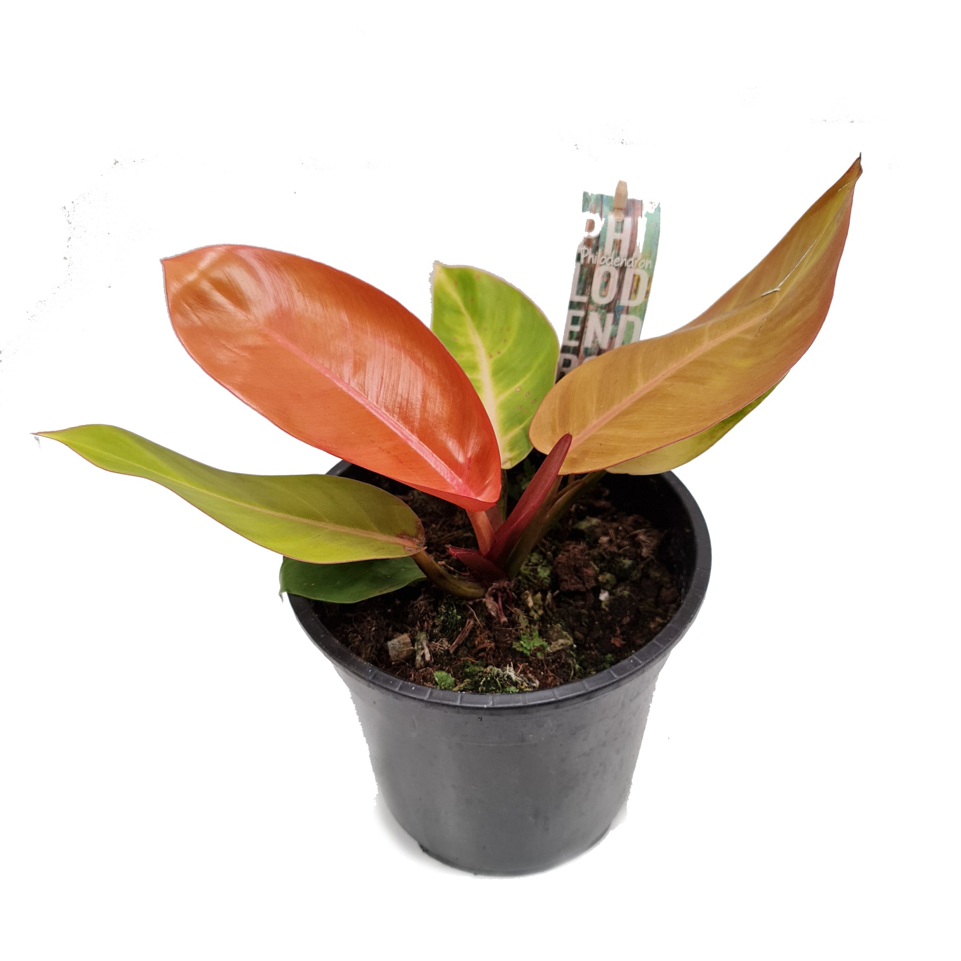Philo | Prince Of Orange | Rare Plant