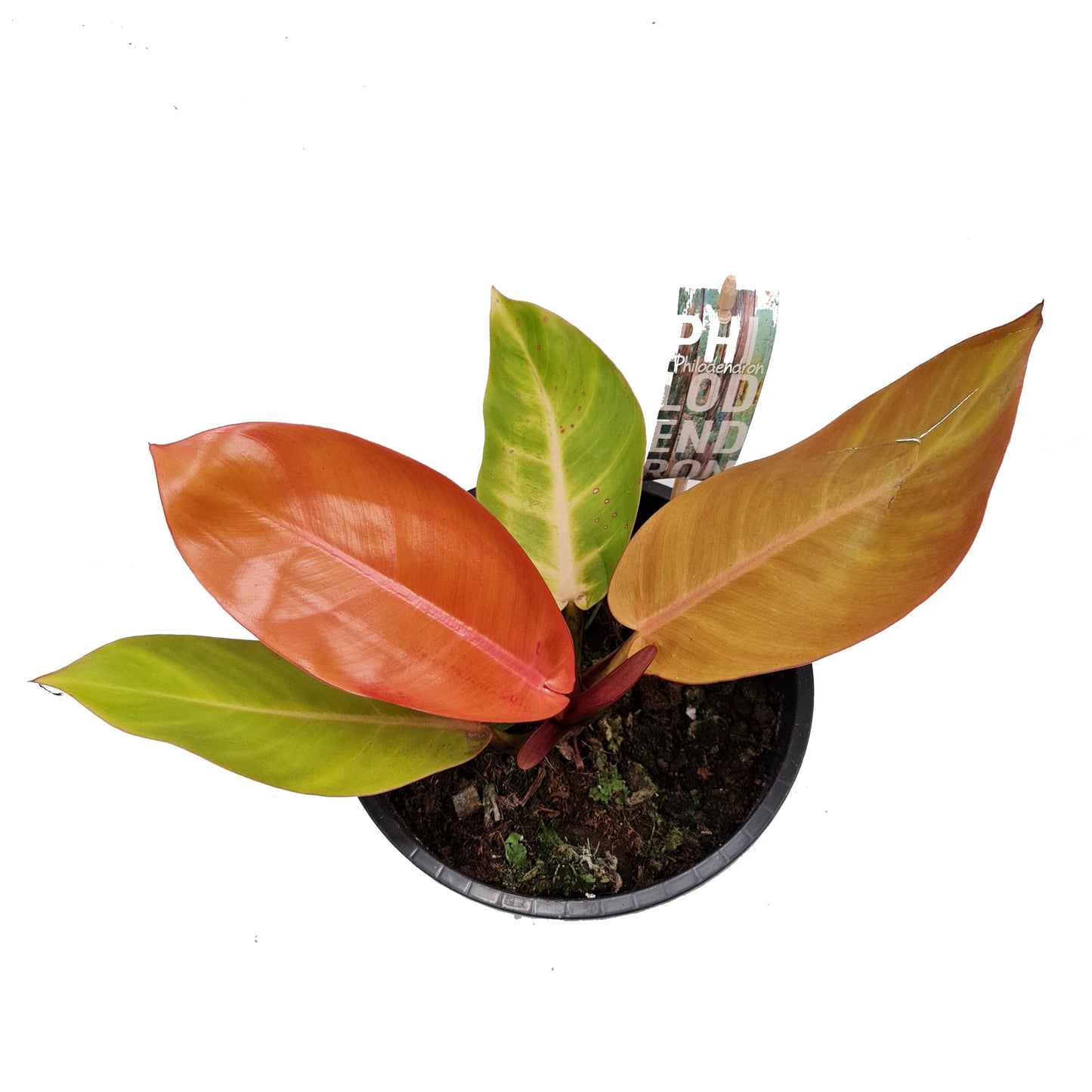Philo | Prince Of Orange | Rare Plant