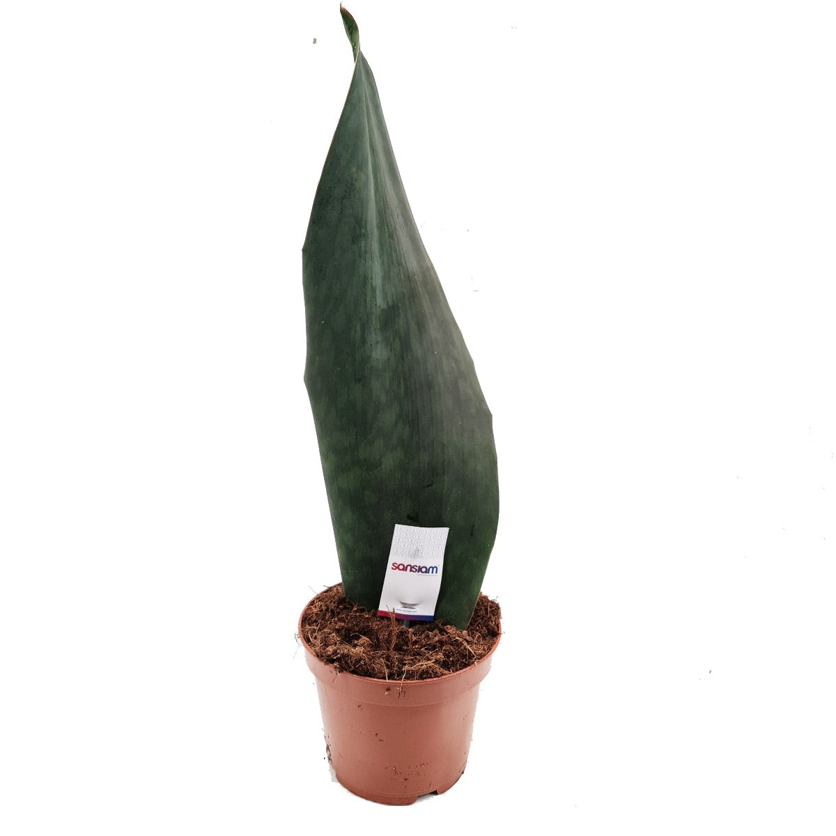 snake plant victoria Snake Plant | Whale Fin