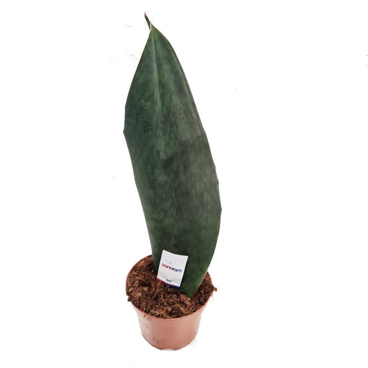 Snake Plant | Whale Fin | Victoria | Potted Houseplants