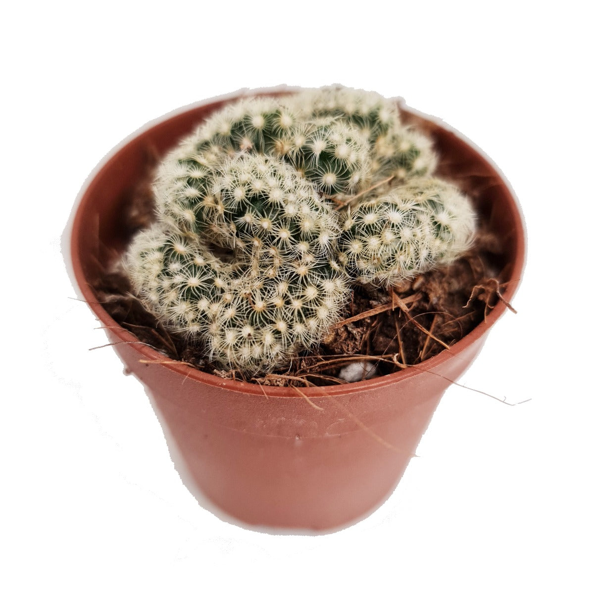 brain succulent name Brain Cactus | Hard To Find