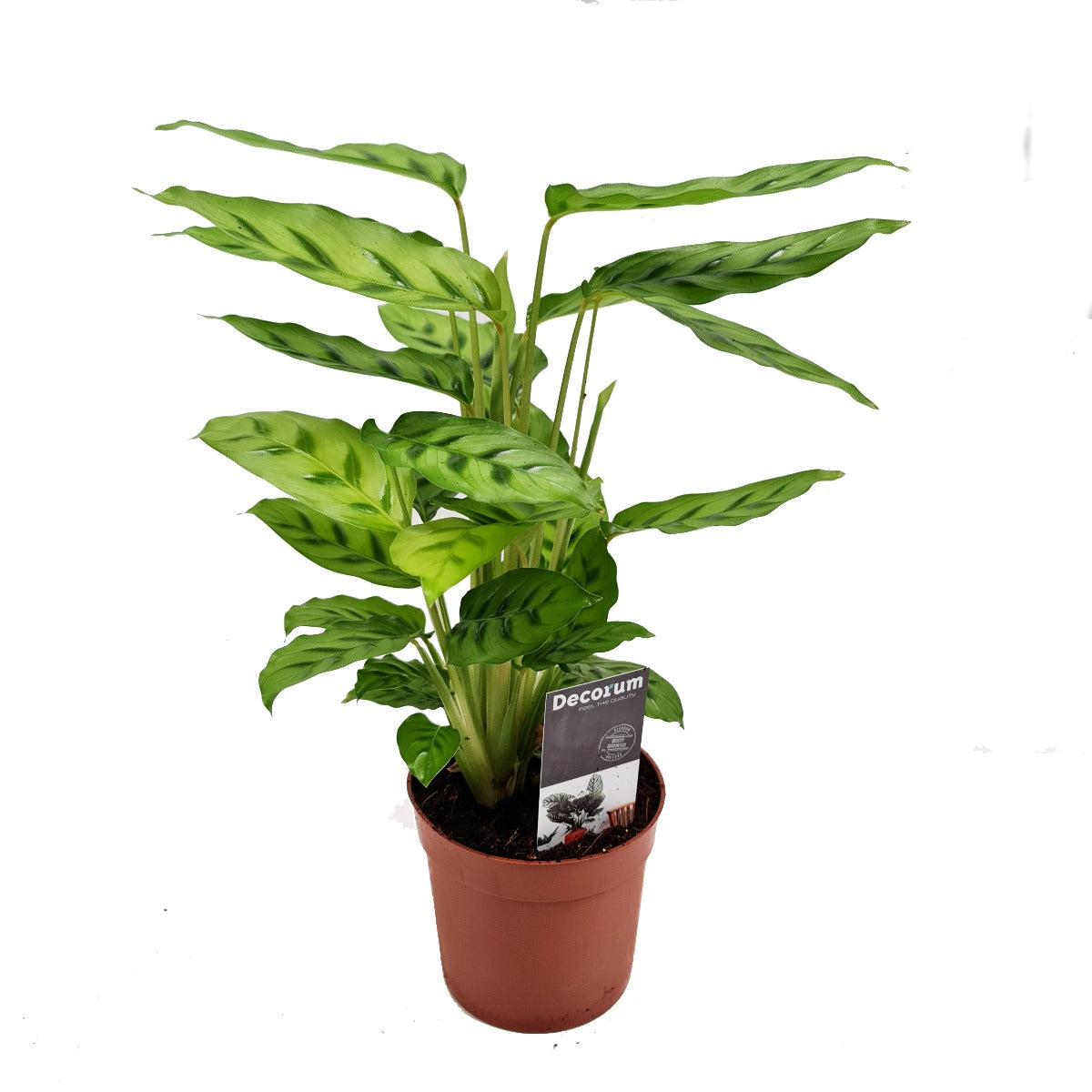 Prayer Plant | Leopardina