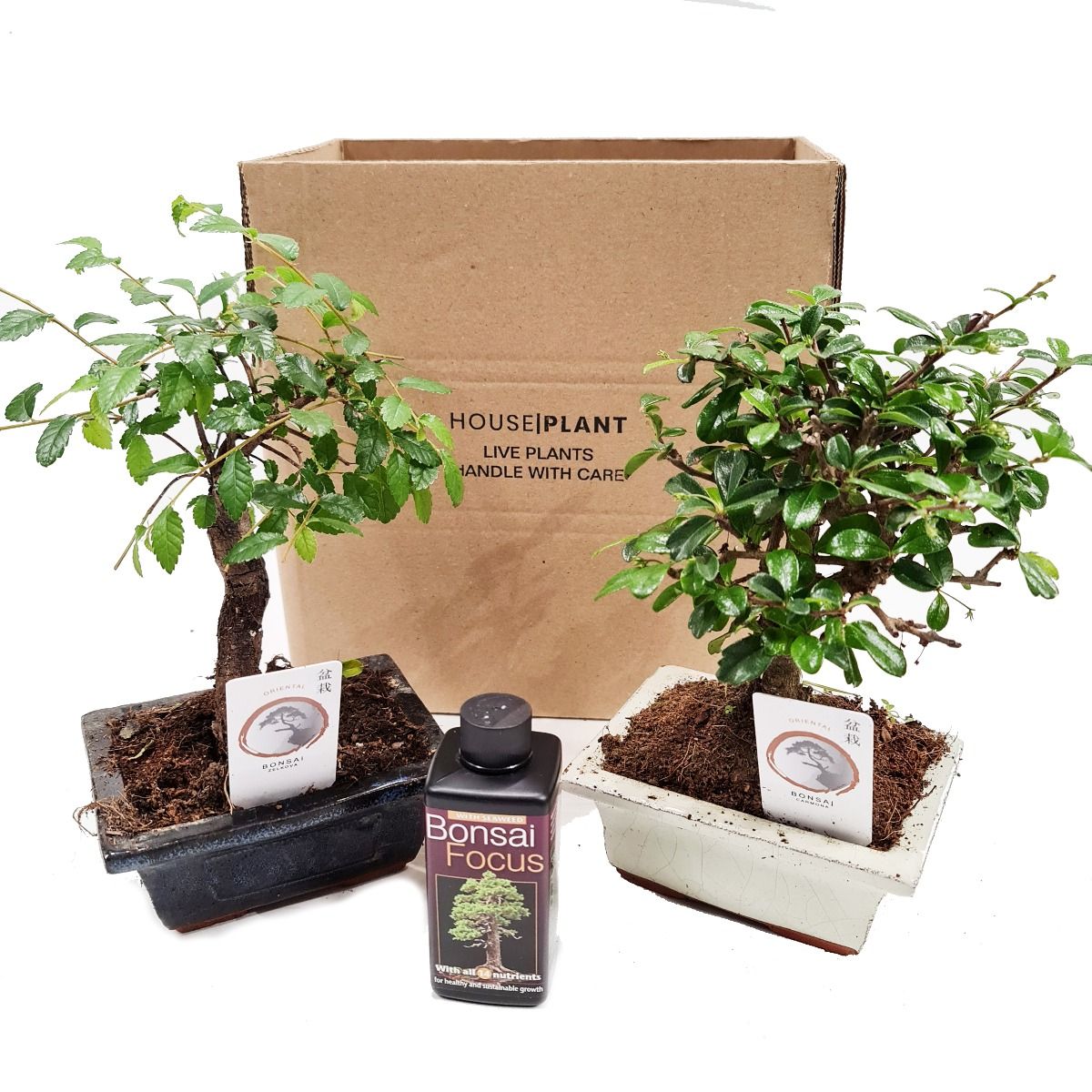 bonsai tree in a box Bonsai | Mystery Box