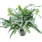 Blue Star Fern