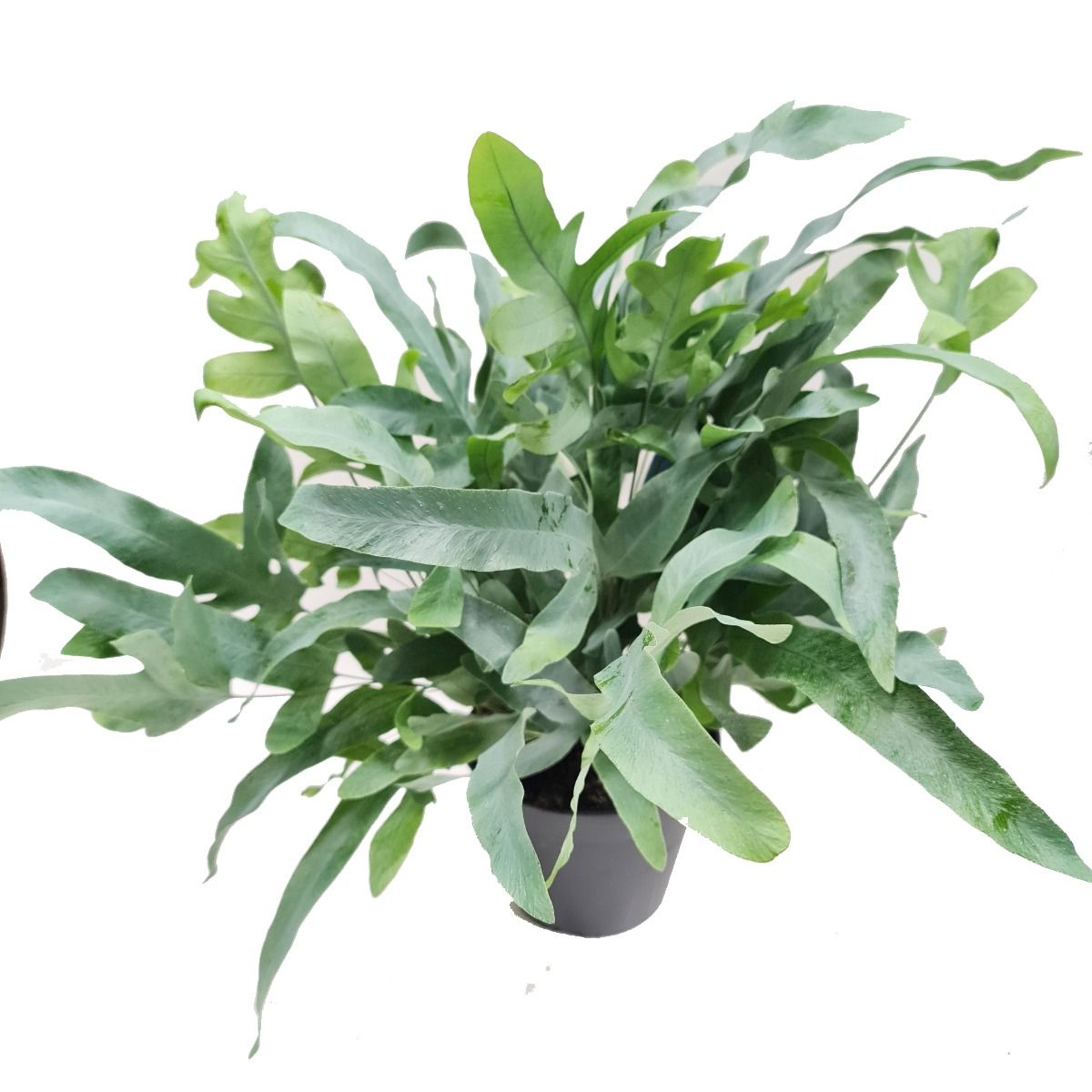 Blue Star Fern