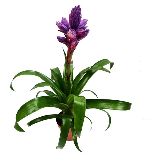 Bromeliad | Dipped Candy | 