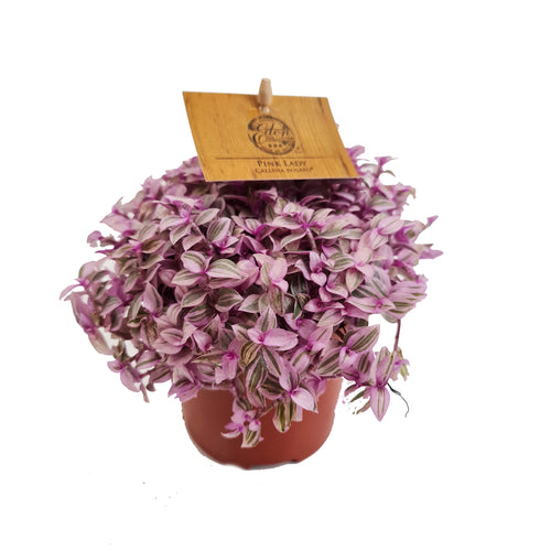 Pink Panther Plant | Pink Lady