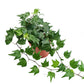 English Ivy | Green Ripple