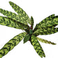 Rattlesnake Plant | Lancifolia