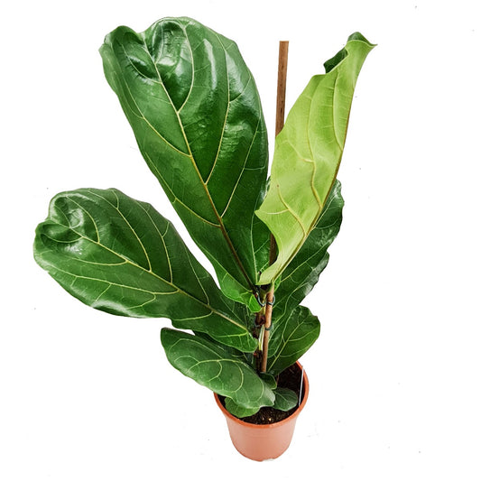 Fiddle Leaf Fig | Potted Houseplants