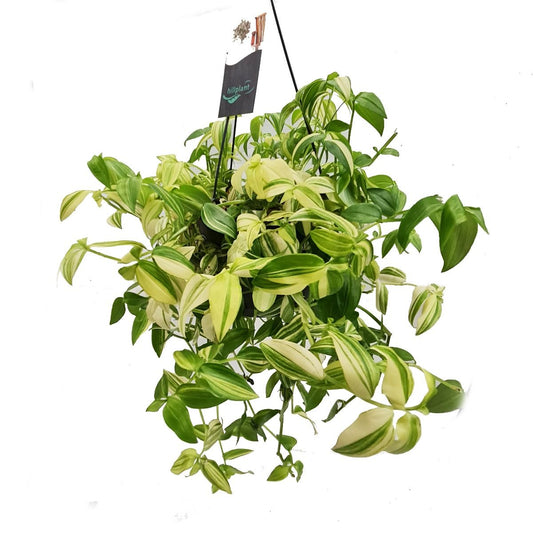 Wandering Dude | Yellow Hill | Potted Houseplants