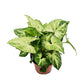 Arrowhead Vine