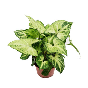 Arrowhead Vine - Indoor Plant