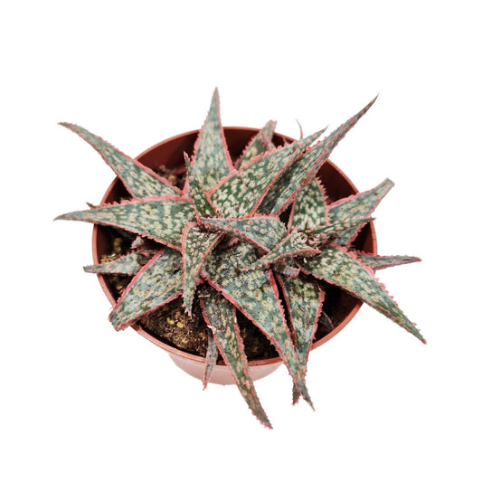 Aloe Zebrina Dannyz