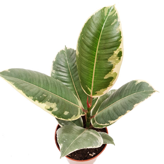 Rubber Tree | Tineke | Potted Houseplants