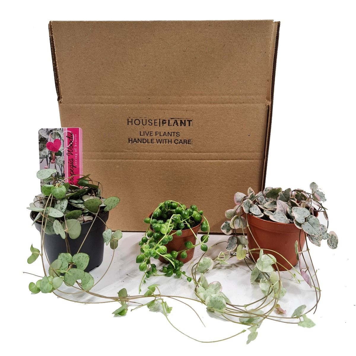 mystery house plant box String Of Things | Mystery Box